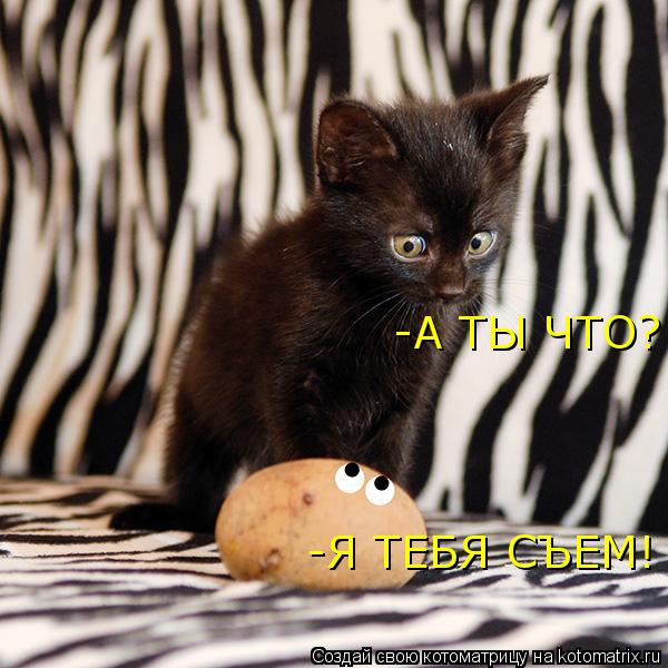 Котоматрица: -А ТЫ ЧТО? -Я ТЕБЯ СЪЕМ!