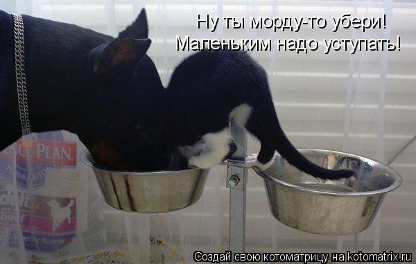 Котоматрица: Ну ты морду-то убери! Маленьким надо уступать!