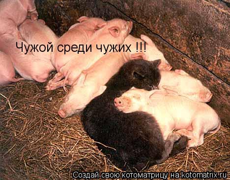 Котоматрица: Чужой среди чужих !!!