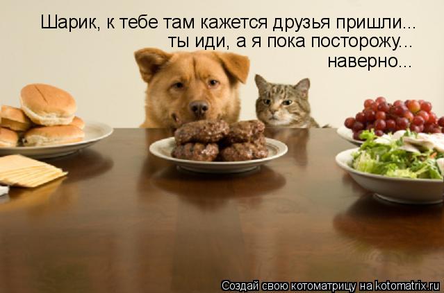 Котоматрица: Шарик, к тебе там кажется друзья пришли... ты иди, а я пока посторожу... наверно...