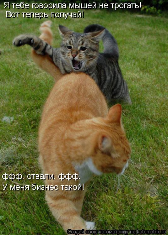 Я тебе говорила мышей не трогать! Вот теперь получай! ффф. отвали. ффф. У меня бизнес такой!... Котоматрица: Я тебе говорила мышей не трогать! Вот теперь получай! ффф. отвали. ффф. У меня бизнес такой!