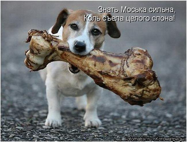 Знать Моська сильна, Коль съела целого слона!... Котоматрица: Знать Моська сильна, Коль съела целого слона!