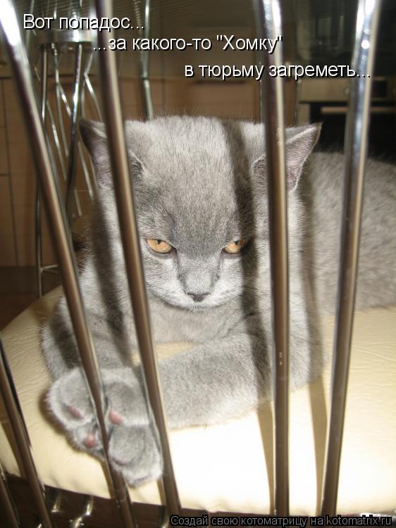 Котоматрица: Вот попадос... ...за какого-то "Хомку"  в тюрьму загреметь...