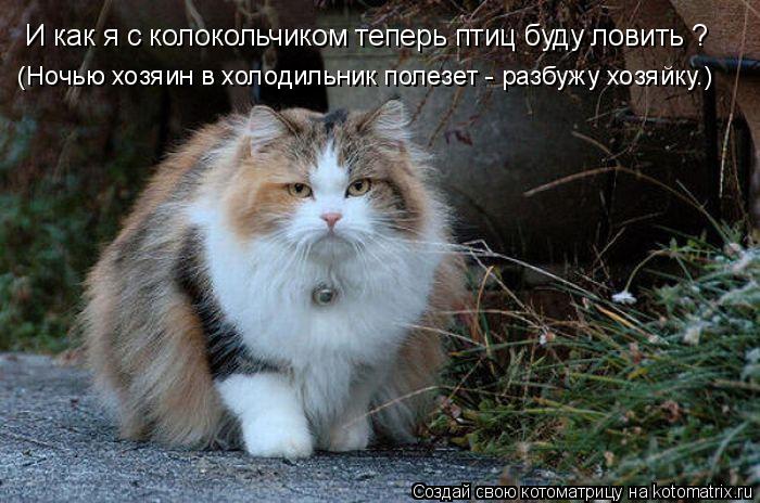 Котоматрица: И как я с колокольчиком теперь птиц буду ловить ? (Ночью хозяин в холодильник полезет - разбужу хозяйку.)