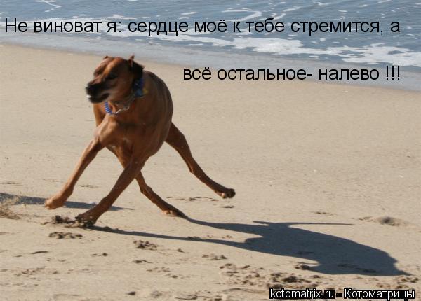 Не виноват я: сердце моё к тебе стремится, а всё остальное- налево !!!... Котоматрица: Не виноват я: сердце моё к тебе стремится, а всё остальное- налево !!!