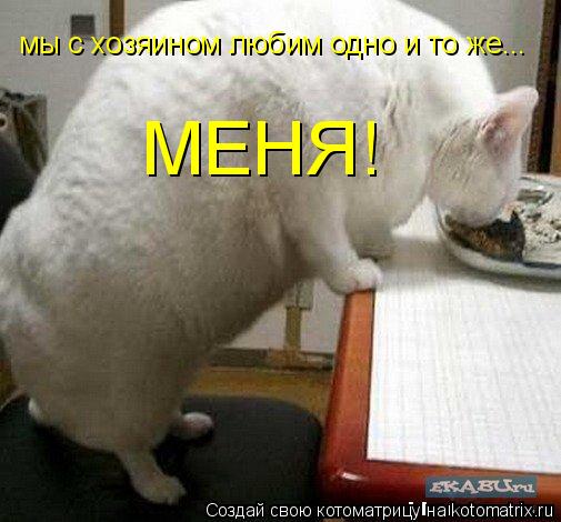 мы с хозяином любим одно и то же... МЕНЯ!... Котоматрица: мы с хозяином любим одно и то же... МЕНЯ!