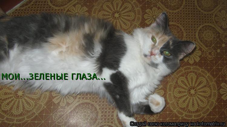 МОИ...ЗЕЛЕНЫЕ ГЛАЗА...... Котоматрица: МОИ...ЗЕЛЕНЫЕ ГЛАЗА...