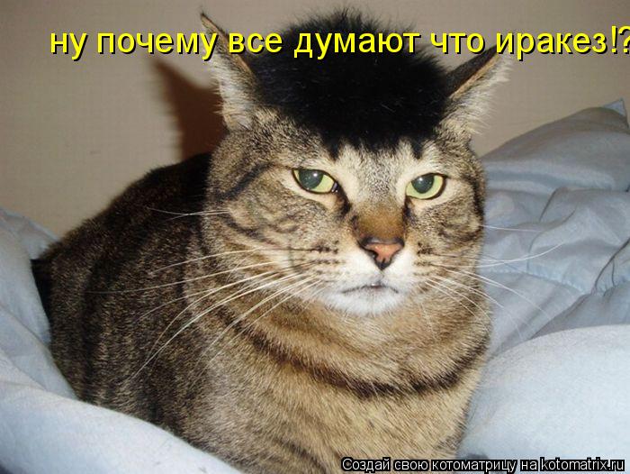 ну почему все думают что иракез!?... Котоматрица: ну почему все думают что иракез!?