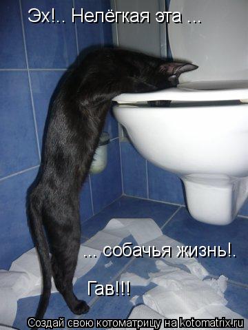 Эх!.. Нелёгкая эта ... ... собачья жизнь!. Гав!!!... Котоматрица: Эх!.. Нелёгкая эта ... ... собачья жизнь!. Гав!!!