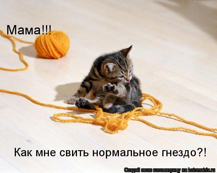Мама!!! Как мне свить нормальное гнездо?!... Котоматрица: Мама!!! Как мне свить нормальное гнездо?!