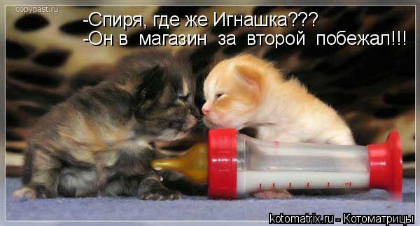 Котоматрица: -Спиря, где же Игнашка??? -Он в  магазин  за  второй  побежал!!!