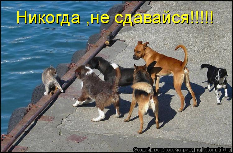 Никогда ,не сдавайся!!!!!... Котоматрица: Никогда ,не сдавайся!!!!!