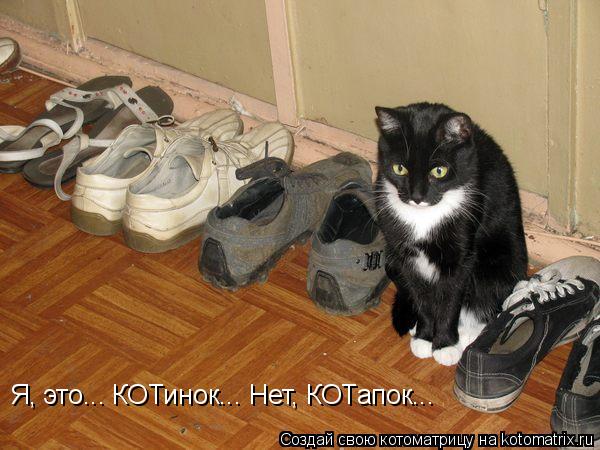 Котоматрица: Я, это... КОТинок... Нет, КОТапок...