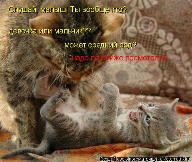 Котоматрица: Слушай, малыш! Ты вообще кто? девочка или мальчик??! может средний род? надо по ближе посмотреть!