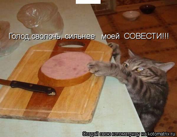 Котоматрица: Голод,сволочь, сильнее   моей  СОВЕСТИ!!!