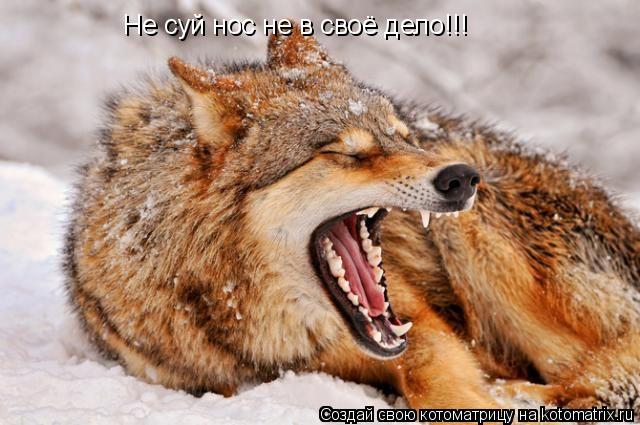 Не суй нос не в своё дело!!!... Котоматрица: Не суй нос не в своё дело!!!