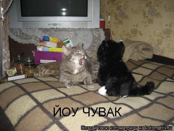 ЙОУ ЧУВАК... Котоматрица: ЙОУ ЧУВАК