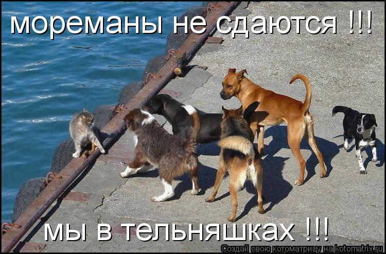 Котоматрица: мореманы не сдаются !!! мы в тельняшках !!!