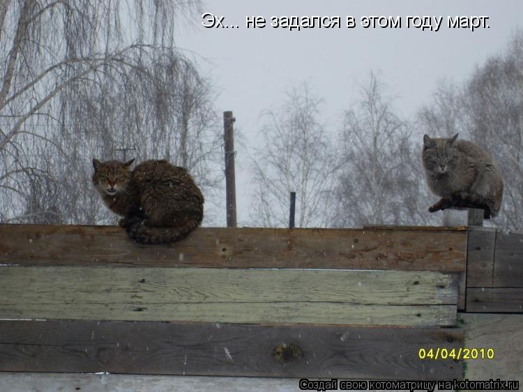Котоматрица: Эх... не задался в этом году март.