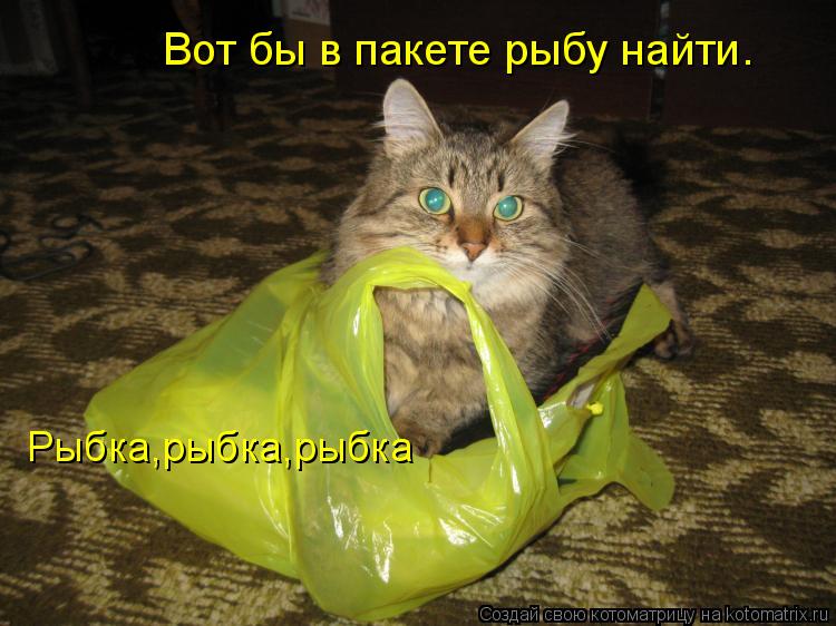 Вот бы в пакете рыбу найти. Рыбка,рыбка,рыбка... Котоматрица: Вот бы в пакете рыбу найти. Рыбка,рыбка,рыбка