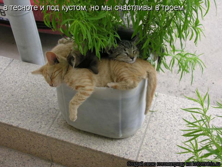 в тесноте и под кустом, но мы счастливы в троем... Котоматрица: в тесноте и под кустом, но мы счастливы в троем