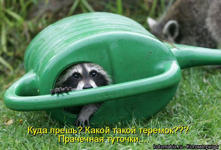 Куда прешь? Какой такой теремок??? Прачечная туточки....... Котоматрица: Куда прешь? Какой такой теремок??? Прачечная туточки....