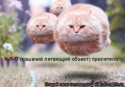 К-Л-О (кошачий летающий объект) прилетело... Котоматрица: К-Л-О (кошачий летающий объект) прилетело