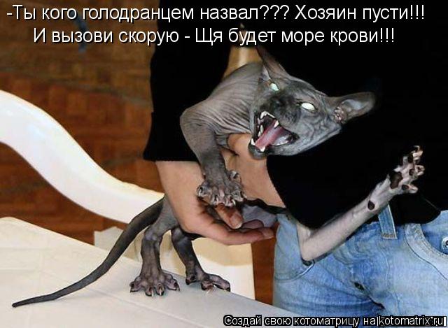 -Ты кого голодранцем назвал??? Хозяин пусти!!! И вызови скорую - Щя будет море крови!!!... Котоматрица: -Ты кого голодранцем назвал??? Хозяин пусти!!! И вызови скорую - Щя будет море крови!!!