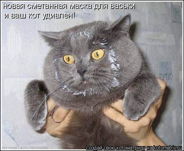 новая сметанная маска для васьки и ваш кот удивлен!... Котоматрица: новая сметанная маска для васьки и ваш кот удивлен!