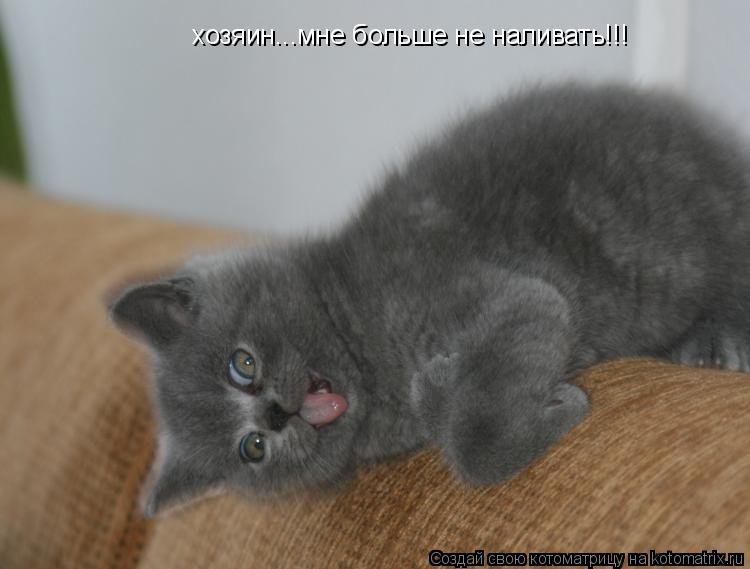 хозяин...мне больше не наливать!!!... Котоматрица: хозяин...мне больше не наливать!!!
