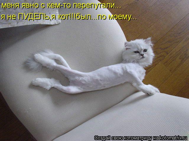 меня явно с кем-то перепутали... я не ПУДЕЛЬ,я кот!!!был...по моему...... Котоматрица: меня явно с кем-то перепутали... я не ПУДЕЛЬ,я кот!!!был...по моему...