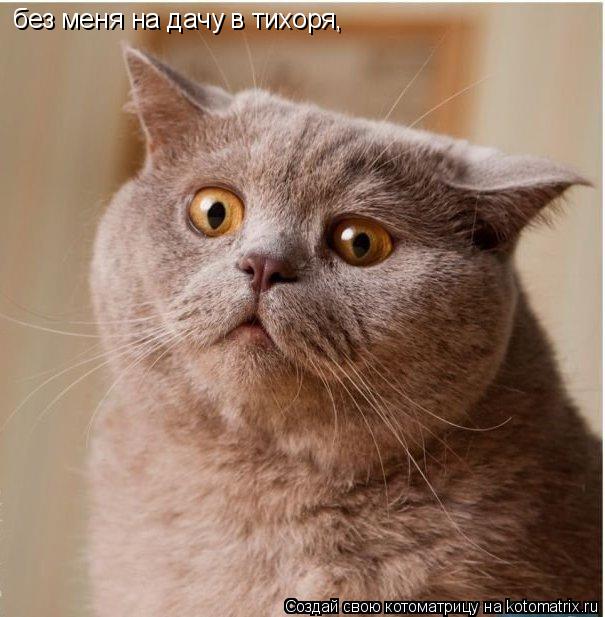 Котоматрица: без меня на дачу в тихоря,