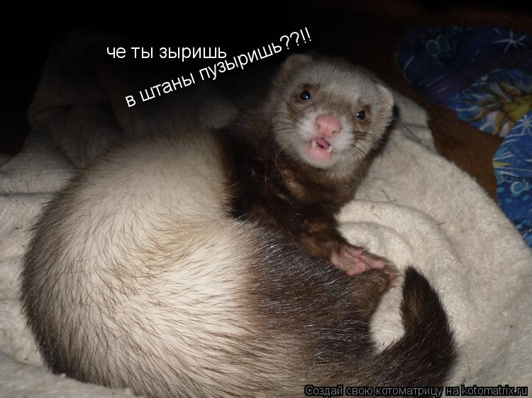 Котоматрица: че ты зыришь в штаны пузыришь??!!