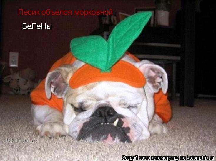 Котоматрица: Песик объелся морковной  БеЛеНы