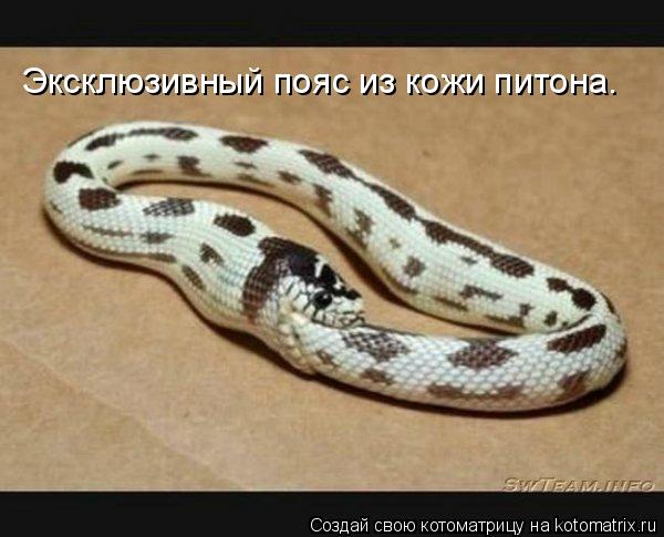 Эксклюзивный пояс из кожи питона.... Котоматрица: Эксклюзивный пояс из кожи питона.