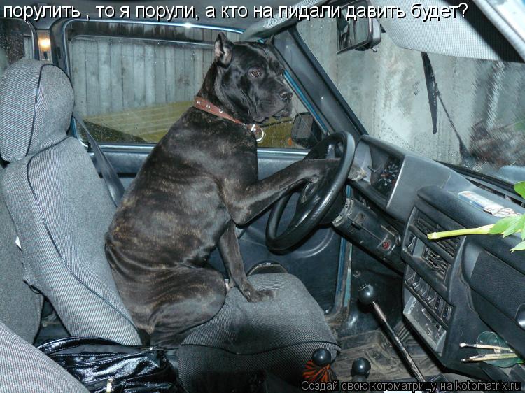 порулить , то я порули, а кто на пидали давить будет?... Котоматрица: порулить , то я порули, а кто на пидали давить будет?