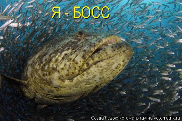 Я - БОСС... Котоматрица: Я - БОСС