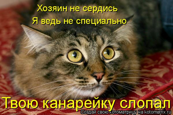 Хозяин не сердись Я ведь не специально Твою канарейку слопал... Котоматрица: Хозяин не сердись Я ведь не специально Твою канарейку слопал