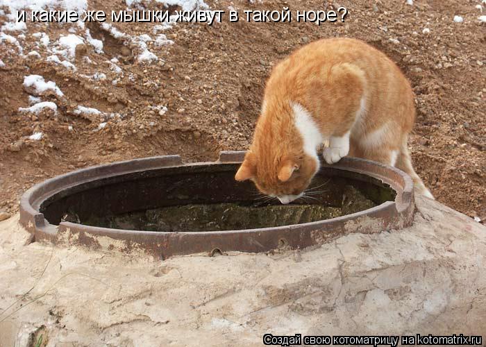 и какие же мышки живут в такой норе?... Котоматрица: и какие же мышки живут в такой норе?