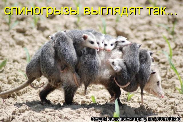 спиногрызы выглядят так...... Котоматрица: спиногрызы выглядят так...