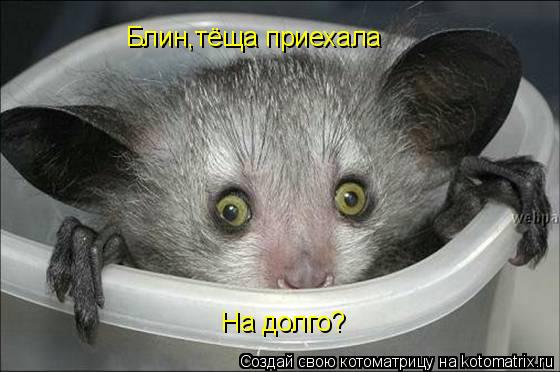 Блин,тёща приехала На долго?... Котоматрица: Блин,тёща приехала На долго?