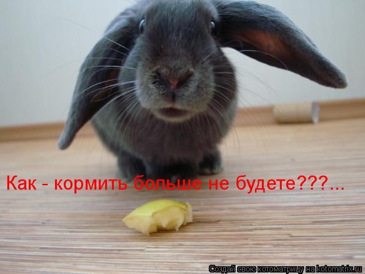 Как - кормить больше не будете???...... Котоматрица: Как - кормить больше не будете???...