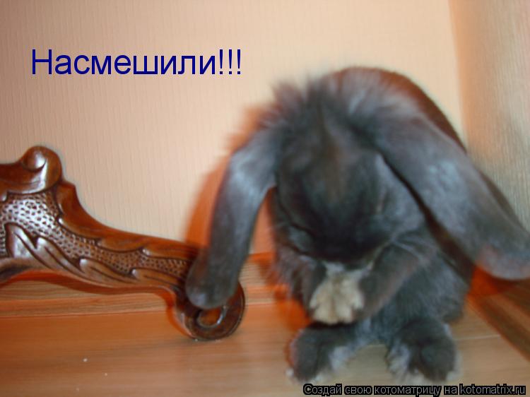 Насмешили!!!... Котоматрица: Насмешили!!!