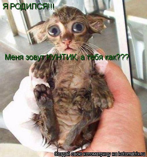 Котоматрица: Я РОДИЛСЯ!!! Меня зовут КУНТИК, а тебя как???