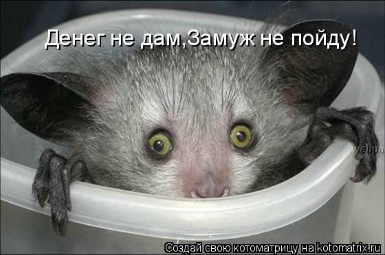 Котоматрица: Денег не дам,Замуж не пойду!