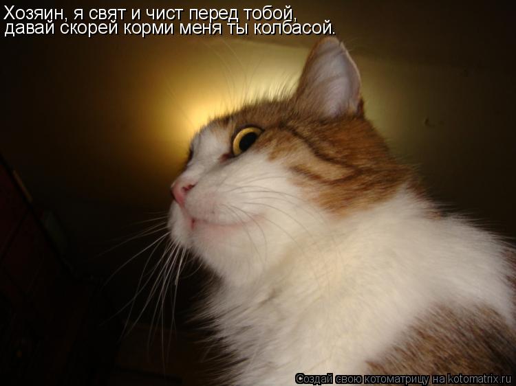 Хозяин, я свят и чист перед тобой, давай скорей корми меня ты колбасой.... Котоматрица: Хозяин, я свят и чист перед тобой, давай скорей корми меня ты колбасой.