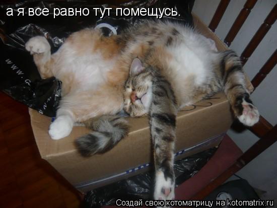 Котоматрица: а я все равно тут помещусь.