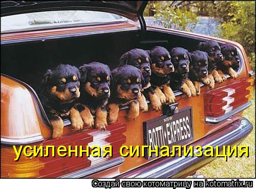 усиленная сигнализация... Котоматрица: усиленная сигнализация