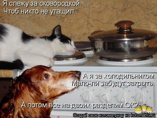 Котоматрица: Я слежу за сковородкой. Чтоб никто не утащил. А я за холодильником. Мало-ли забудут закрыть. А потом все на двоих разделим.ОК?