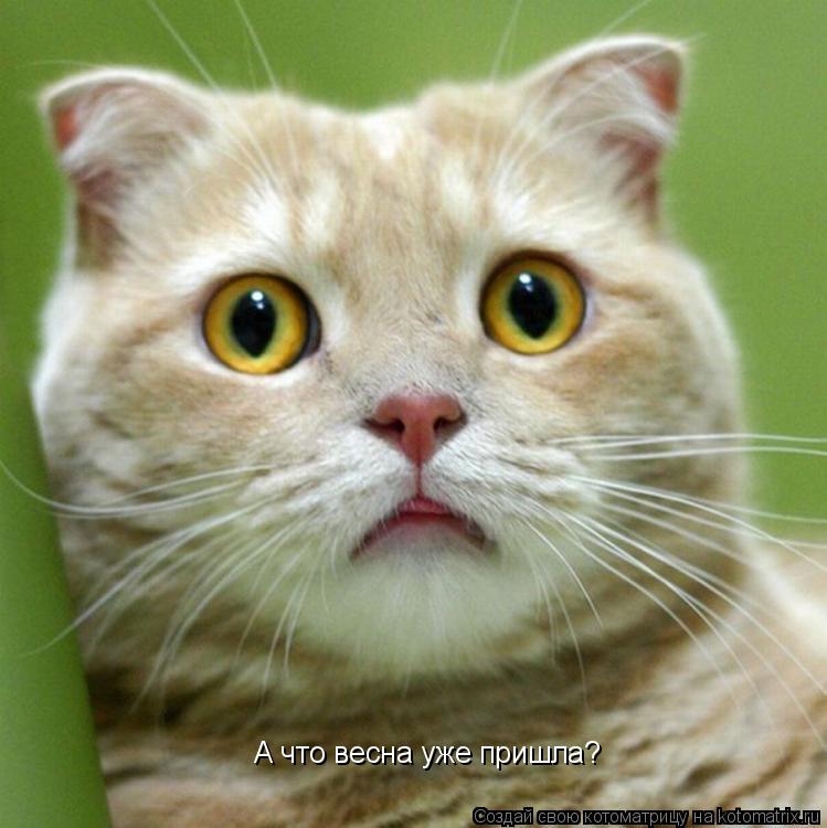 Котоматрица: А что весна уже пришла?
